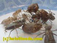 /home//u458753944/public_html/sourcegallery//////////////Insects and small critters/silliness/P1040999.JPG